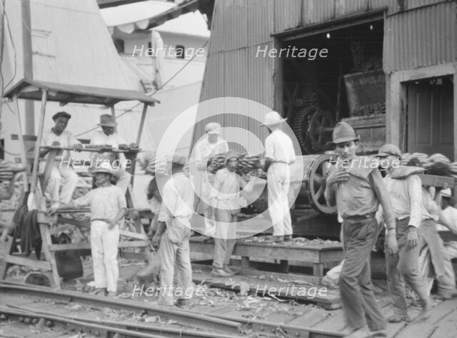 Unloading bananas, New Orleans, between 1920 and 1926. Creator: Arnold Genthe.