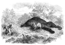 Sketches of South African travel: the lion and dead elephant, 1874. Creator: Unknown.