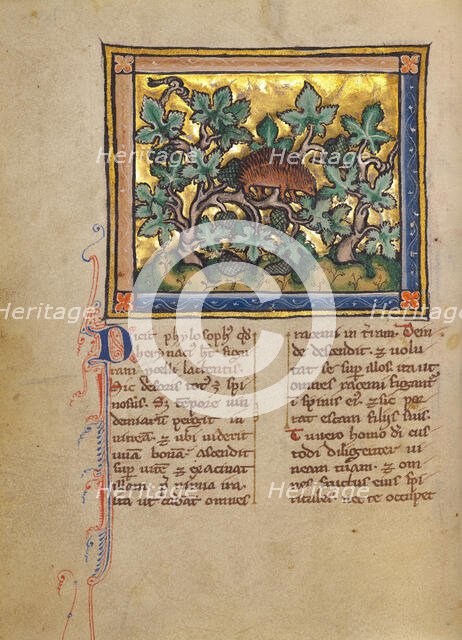 A Hedgehog; Bestiary, about 1270. Creator: Unknown.