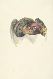 Head of a royal vulture (Sarcoramphus papa), 1763-1824. Creator: Circle of François Le Vaillant.