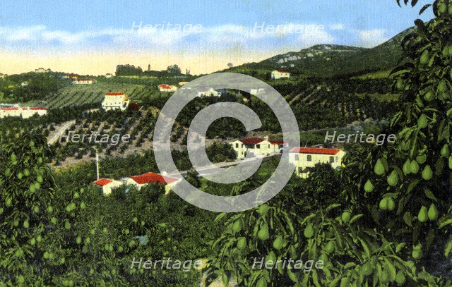 Avocado groves, San Diego, California, USA, c1900s. Artist: Unknown