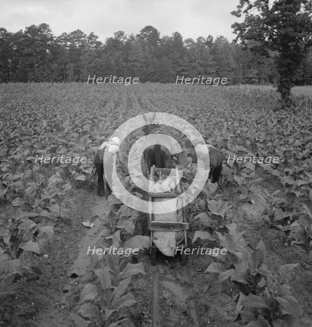 Tobacco field in early morning where white sharecropper..., Shoofly, North Carolina, 1939. Creator: Dorothea Lange.