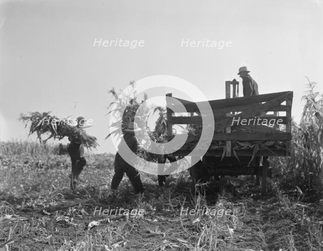 Cooperating farmers load wagons with corn..., Yamhill County, Oregon, 1939. Creator: Dorothea Lange.