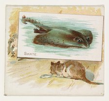 Skate, from Fish from American Waters series (N39) for Allen & Ginter Cigarettes, 1889. Creator: Allen & Ginter.