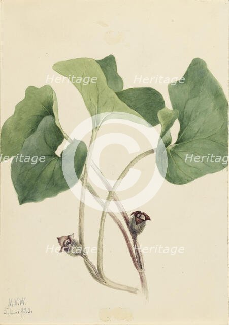 Canada Wild Ginger (Asarum canadense), 1920. Creator: Mary Vaux Walcott.