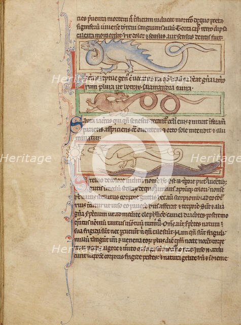 A Seps; A Lizard; A Saura; A Newt; Northumberland Bestiary, about 1250-1260. Creator: Unknown.