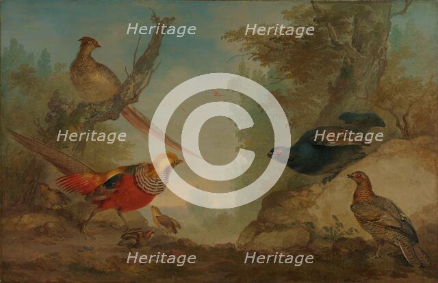 Pheasants, 1730-1760. Creator: Aert Schouman.