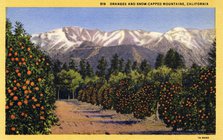 'Oranges and Snow-Capped Mountains, California', postcard, 1931. Artist: Unknown