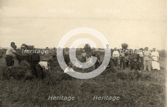 Jewish Pedagogical College and Agricultural School - At field work/Harvest, Minsk, 1922-1923. Creator: Unknown.