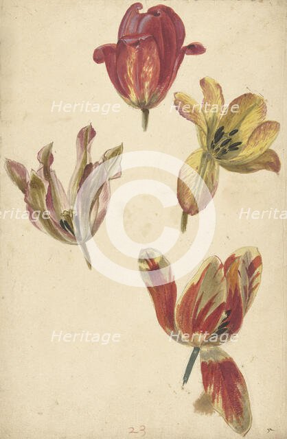 Studies of Four Tulips, c.1700-c.1725. Creator: Elias van Nijmegen.