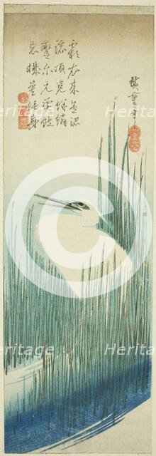 White heron and rushes, 1830s. Creator: Ando Hiroshige.