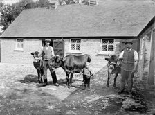 Farm labourers pose with cattle at Grendon Underwood, Buckinghamshire, c1873-c1923. Artist: Alfred Newton & Sons