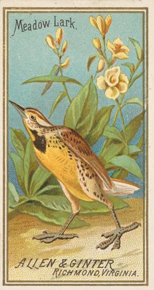 Meadow Lark, from the Birds of America series (N4) for Allen & Ginter Cigarettes Brands, 1888. Creator: Allen & Ginter.