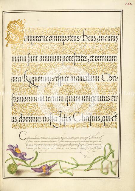 Toadflax; Mira calligraphiae monumenta, 1561-1562; illumination added 1591-1596. Creator: Joris Hoefnagel.