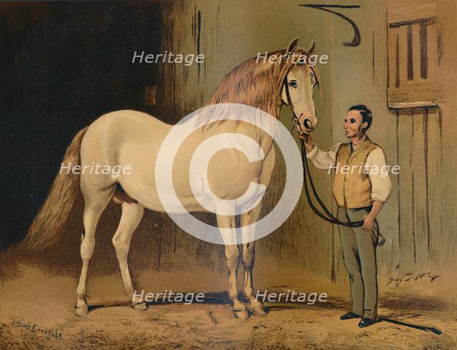 'Cream State Carriage Horse. (Of Her Majesty's Stud)', c1879. Creator: Unknown.