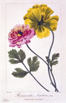 Persian Buttercup, pub. 1836.  Creator: Panacre Bessa (1772-1846).