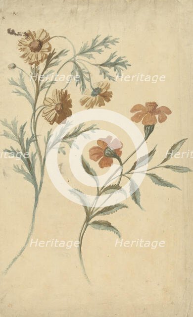 Flower study of a red and a brown flower, 1677-1755. Creator: Elias van Nijmegen.