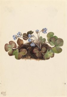 Hepatica (Hepatica americana), 1917. Creator: Mary Vaux Walcott.