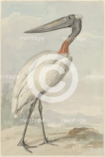 Jabiroe (Jabiroe Mycteria), 1770. Creator: Aert Schouman.