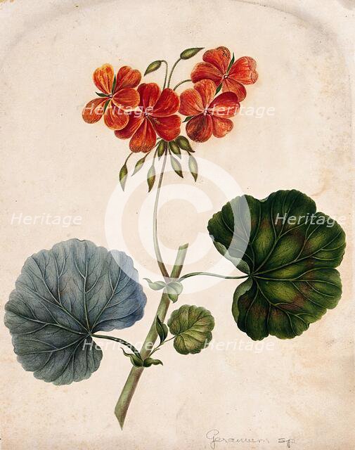 An ornamental geranium (Geranium species): flowering stem. Creator: Unknown.