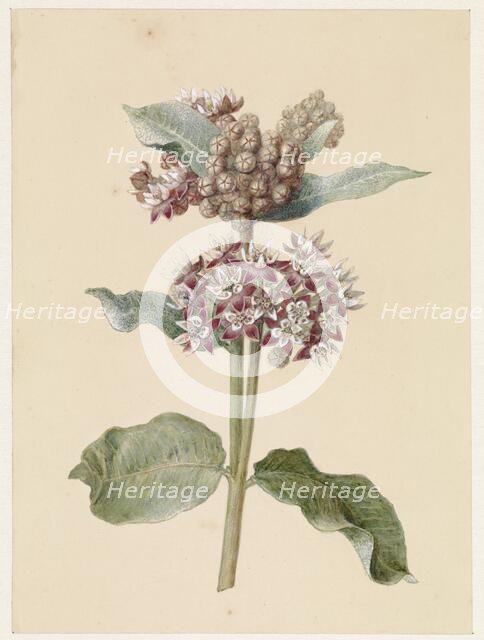 Flowering Asclepias Species, 1831-1900. Creator: Jan Jacob Goteling Vinnis.