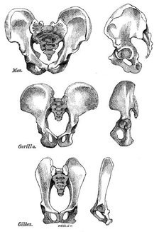 Front and side views of the bony pelvis of Man, Gorilla and Gibbon, 1863.  Creator: WH Wesley.