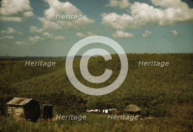 Sugar cane land, vicinity of Rio Piedras, Puerto Rico, 1941. Creator: Jack Delano.