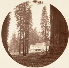 W. C. Bryant - Calaveras Grove, ca. 1878. Creator: Carleton Emmons Watkins.