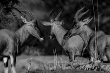 Antelopes Trio. Creator: Viet Chu.
