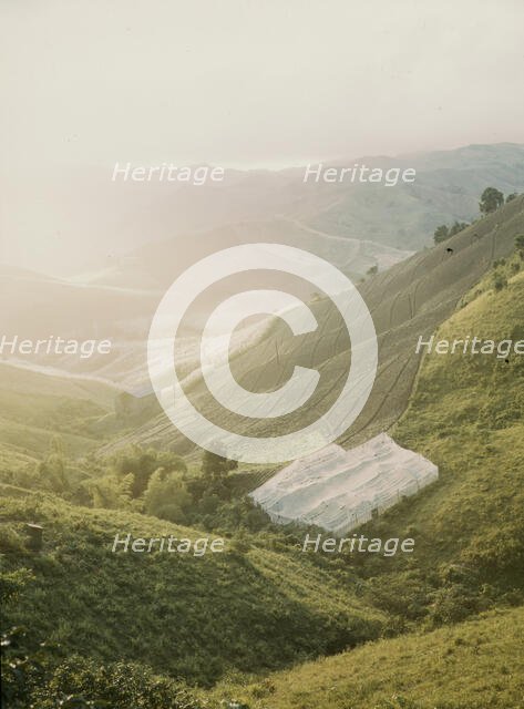 Tobacco country, vicinity of Barranquitas, Puerto Rico, 1941. Creator: Jack Delano.