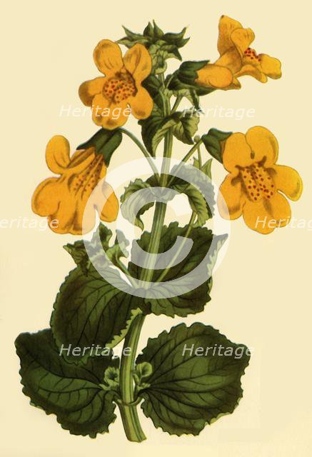 'Monkey-Flower', 1812, (1944).  Creator: Unknown.