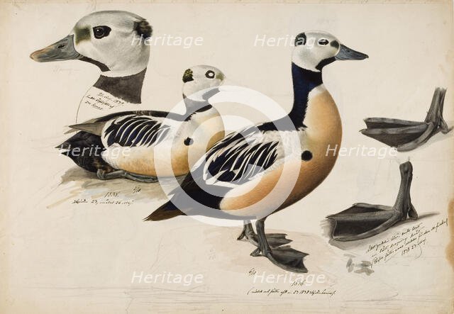 Steller's Eider, Male, 1836-1839. Creator: Magnus von Wright.