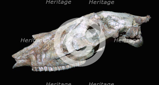 Fossil skull of a primitive horse. Artist: Unknown