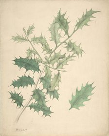 Holly Leaves, 19th century. Creator: Anon.