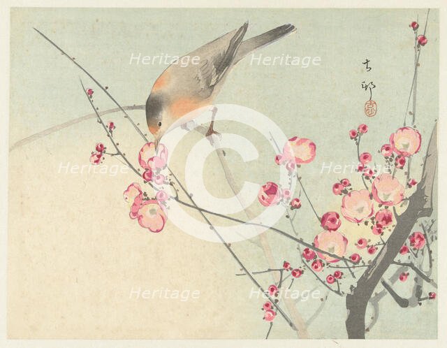 Songbird on blossom branch, Between 1910 and 1920. Creator: Ohara, Koson (1877-1945).