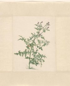 Flowering plant, 1748-1824. Creator: Jacob van Eynden.