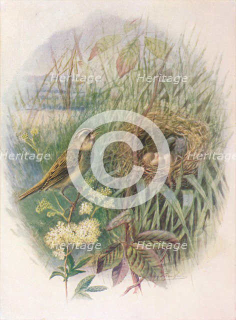 'Sedge-Warbler - Acroceph'alus phragmi'tis', c1910, (1910). Artist: George James Rankin.