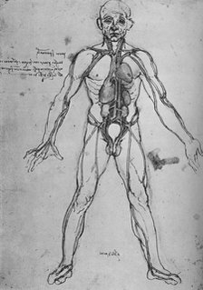 'Man Drawn as an Anatomical Figure to Show the Heart, Lungs and Main Arteries', c1480 (1945). Artist: Leonardo da Vinci.