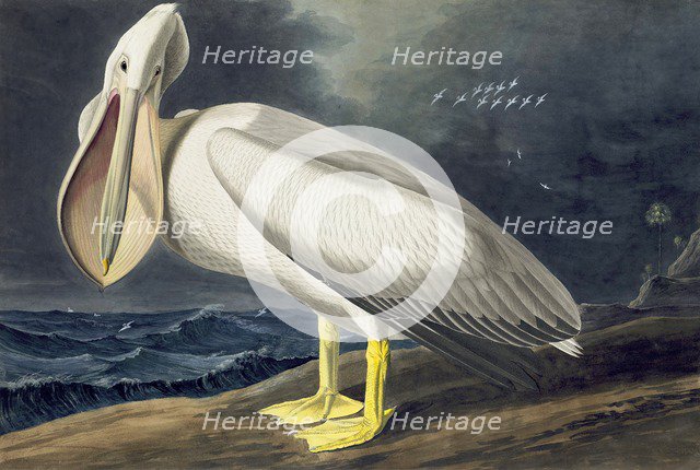 American White Pelican, Pelecanus Erythrorhynchos, 1845.
