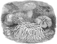 Sea Anemones in the Gardens of the Zoological Society, Regent's-Park, 1854. Creator: Unknown.