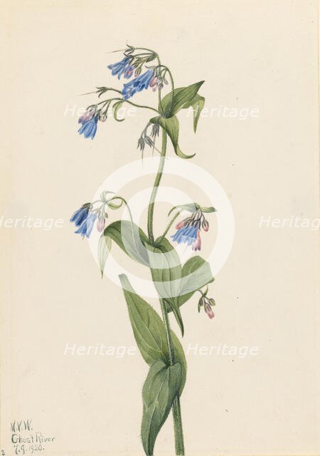 Western Bluebells (Mertensia paniculata), 1920. Creator: Mary Vaux Walcott.
