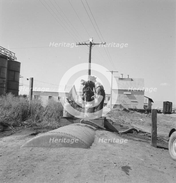 Living conditions for migrant potato pickers, Siskiyou County, California, 1939. Creator: Dorothea Lange.