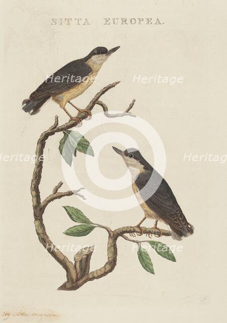 Sitta europea. Creator: Unknown.