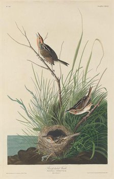 Sharp-Tailed Finch, 1832. Creator: Robert Havell.