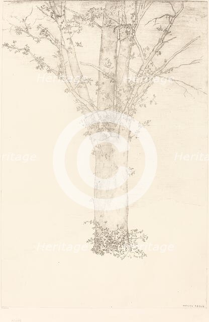 Arbre (Tree), 1892. Creator: Odilon Redon.