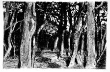 Group of trees, c1896. Creator: Walter Leistikow.