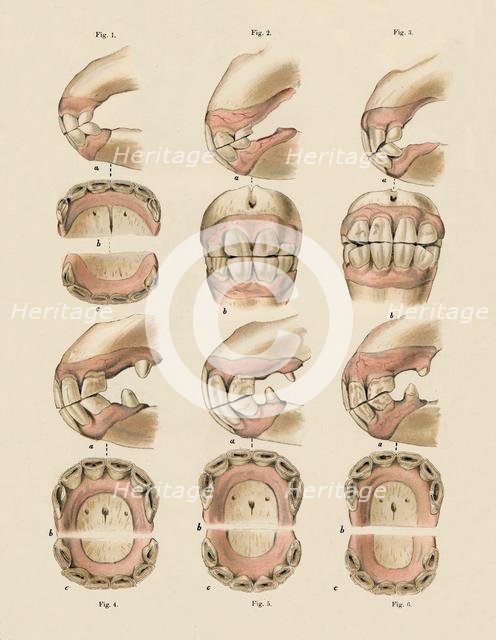'Description of Plate Showing the Age, As Indicated By The Teeth', c1879. Creator: Unknown.
