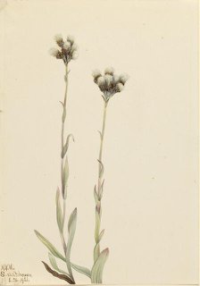 Gray Pussytoes (Antennaria howellii), 1921. Creator: Mary Vaux Walcott.