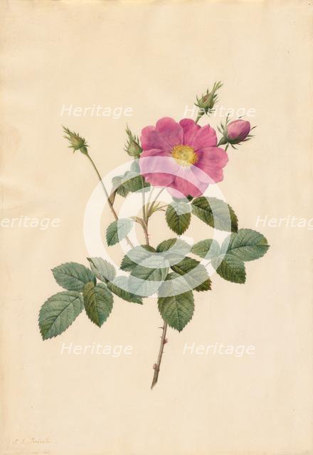 Cabbage Rose (Rosa Centifolia Simplex), 1817-1824. Creator: Henry Joseph Redouté (French, 1766-1853).