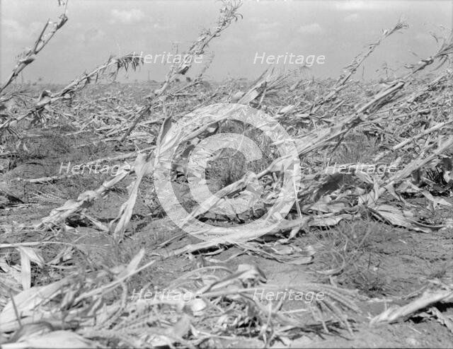 [Untitled, possibly related to: Corn, dried up..., between Dallas and Waco, Texas], 1936. Creator: Dorothea Lange.